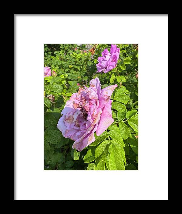 Nippersink Rose - Framed Print