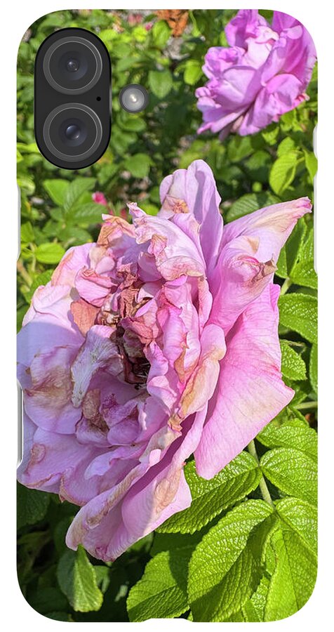 Nippersink Rose - Phone Case