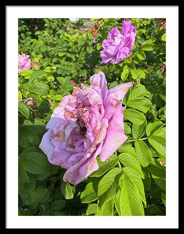 Nippersink Rose - Framed Print