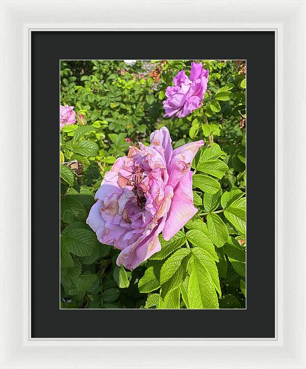 Nippersink Rose - Framed Print