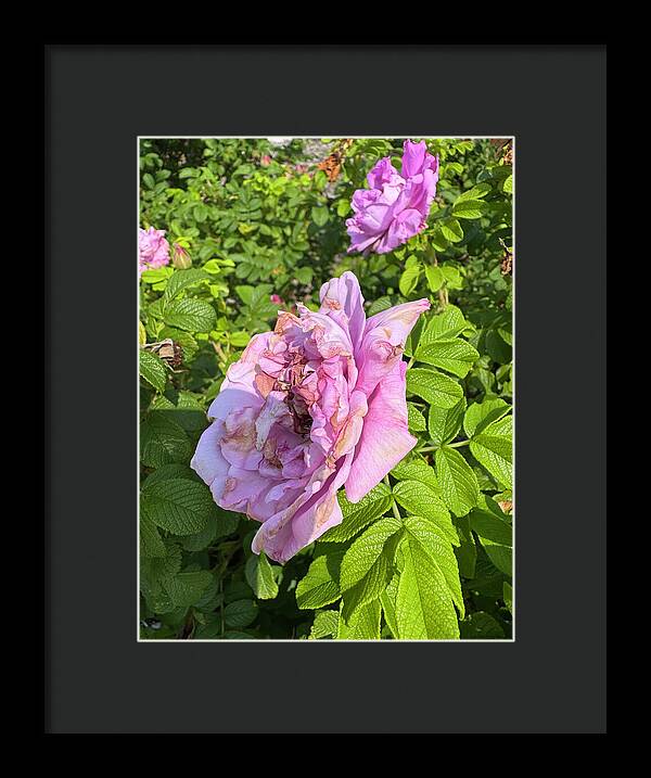 Nippersink Rose - Framed Print