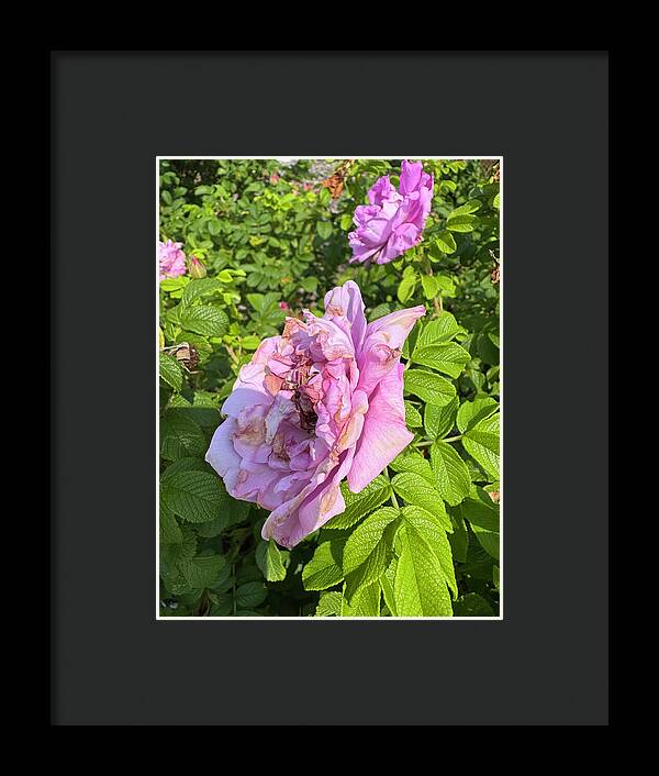 Nippersink Rose - Framed Print