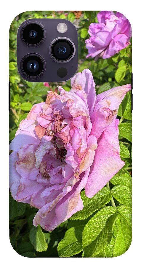 Nippersink Rose - Phone Case
