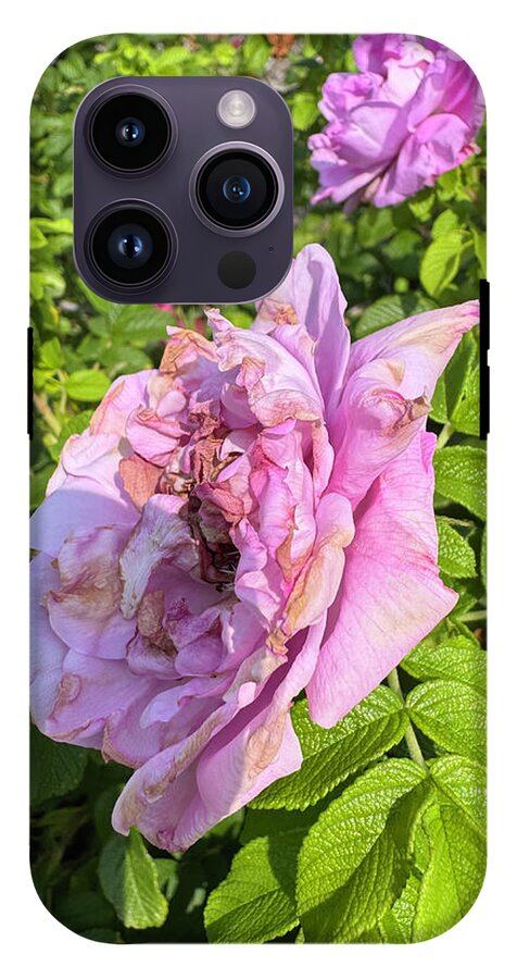 Nippersink Rose - Phone Case