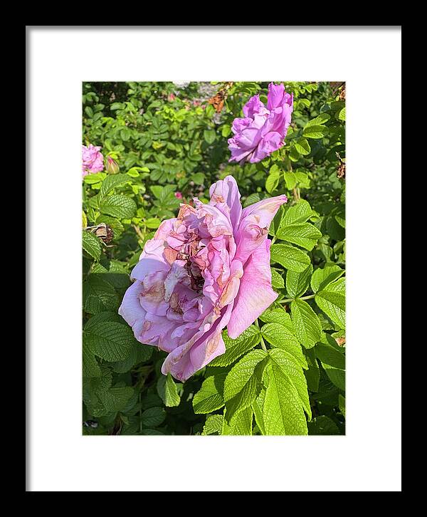Nippersink Rose - Framed Print