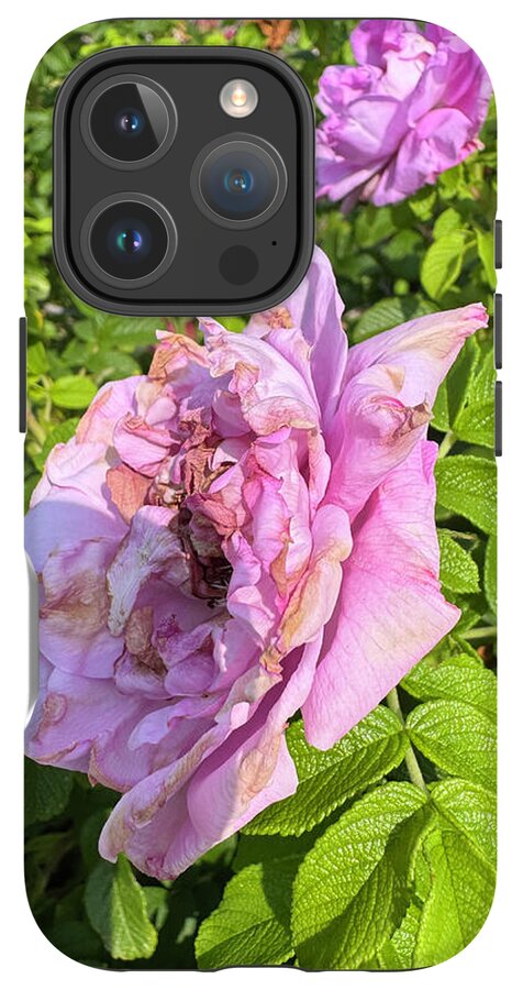 Nippersink Rose - Phone Case