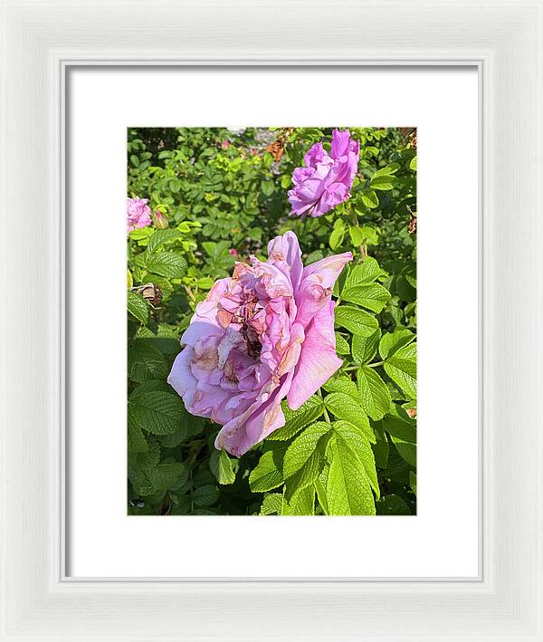 Nippersink Rose - Framed Print