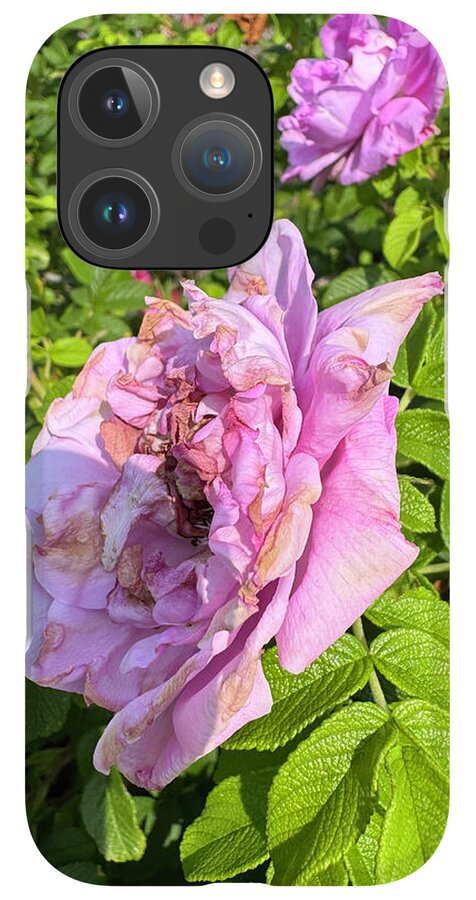 Nippersink Rose - Phone Case
