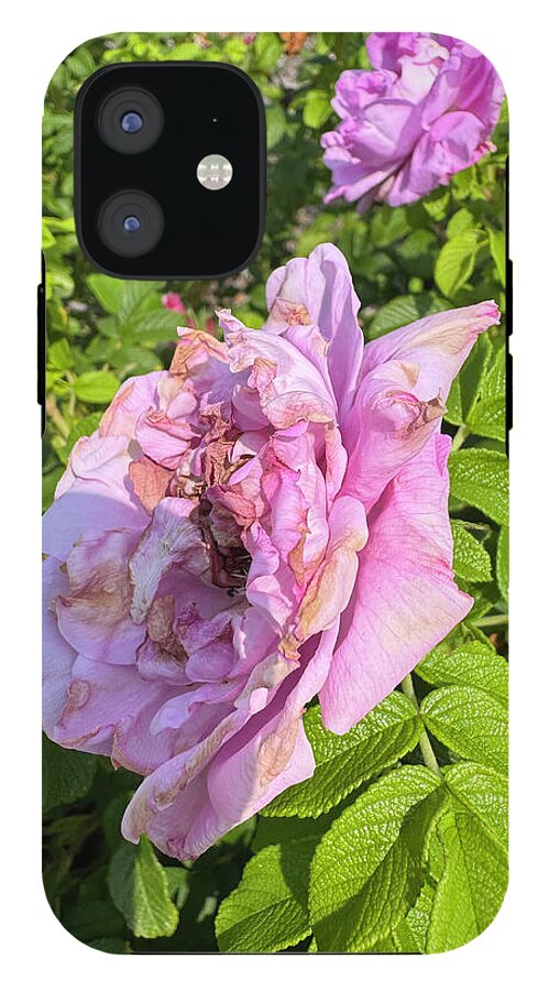 Nippersink Rose - Phone Case