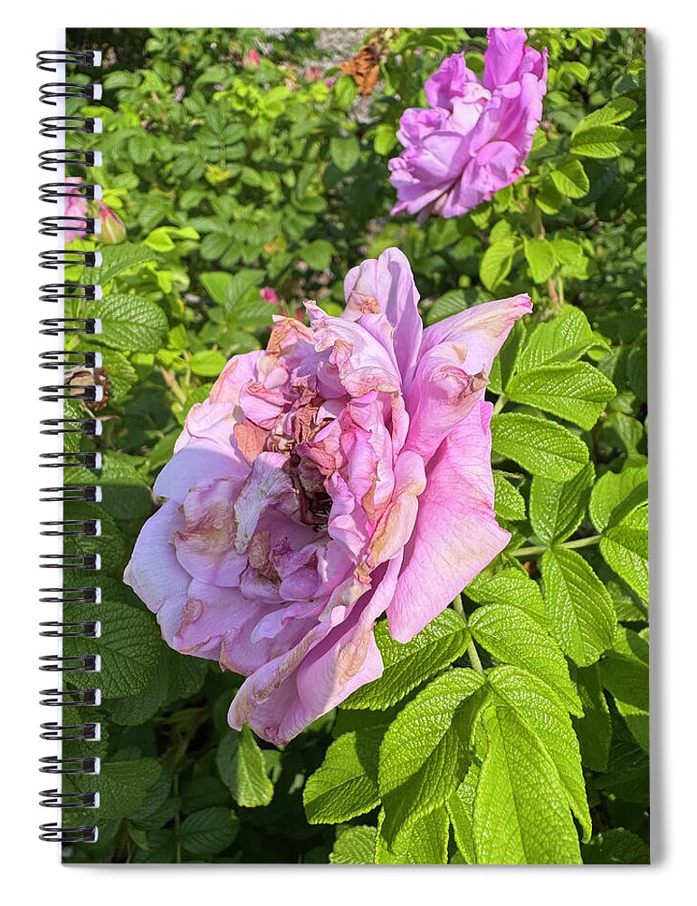 Nippersink Rose - Spiral Notebook