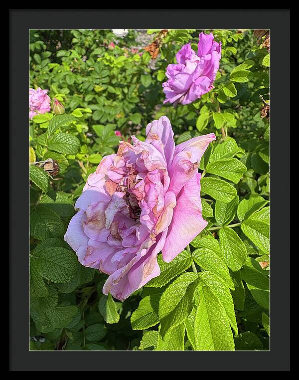 Nippersink Rose - Framed Print