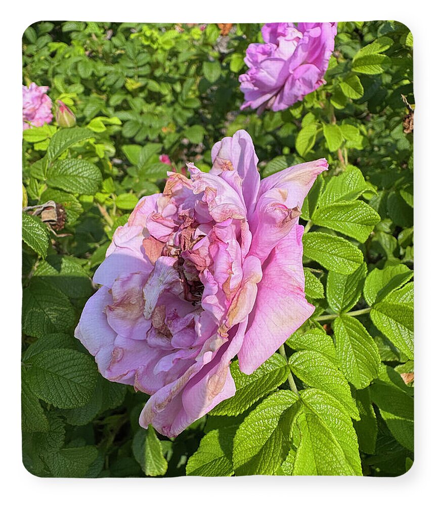Nippersink Rose - Blanket
