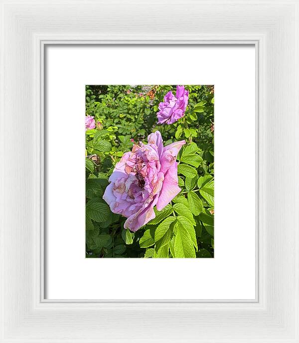 Nippersink Rose - Framed Print