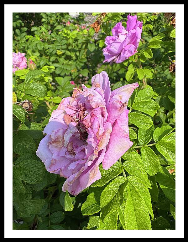 Nippersink Rose - Framed Print