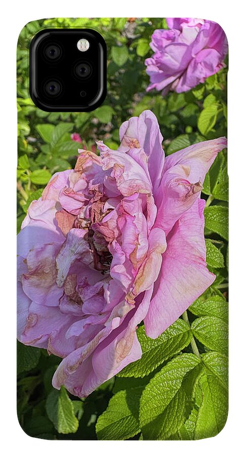Nippersink Rose - Phone Case