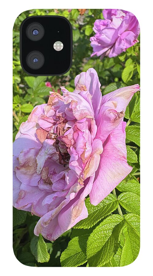 Nippersink Rose - Phone Case