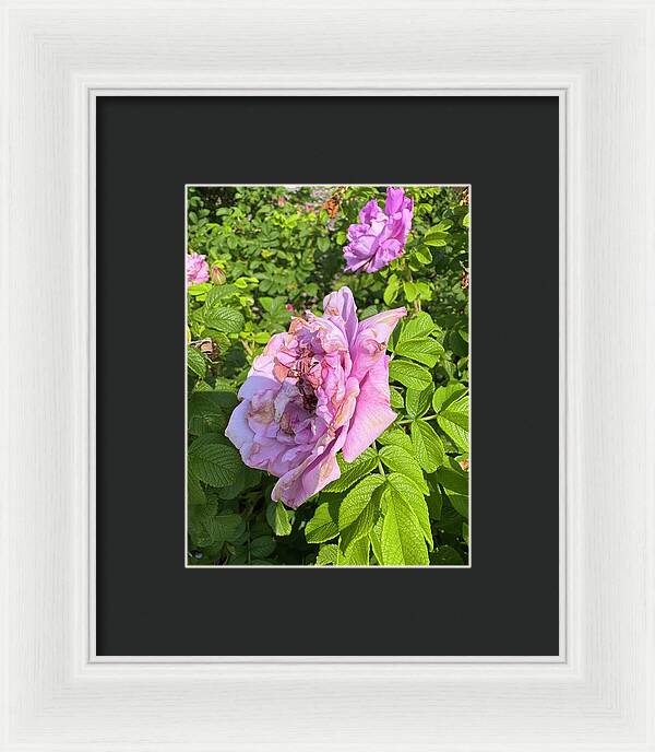 Nippersink Rose - Framed Print