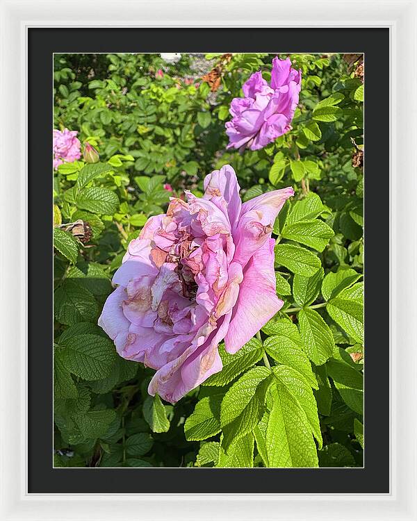 Nippersink Rose - Framed Print