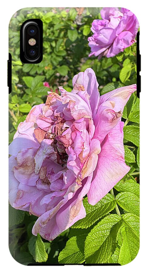 Nippersink Rose - Phone Case