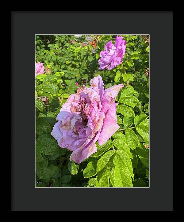 Nippersink Rose - Framed Print