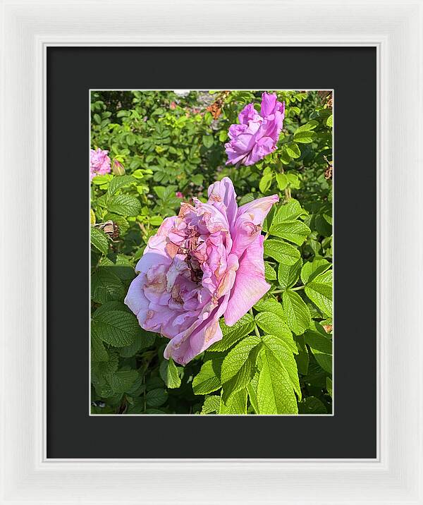 Nippersink Rose - Framed Print