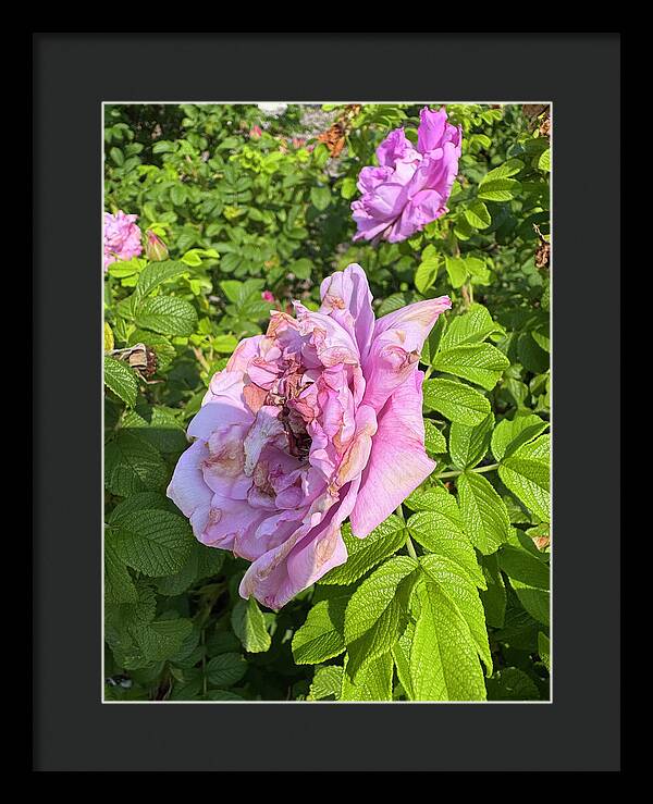 Nippersink Rose - Framed Print