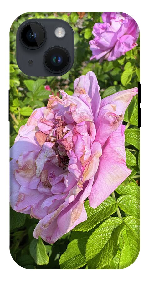 Nippersink Rose - Phone Case