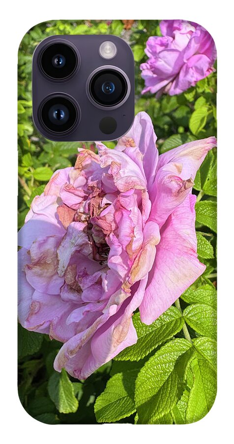 Nippersink Rose - Phone Case