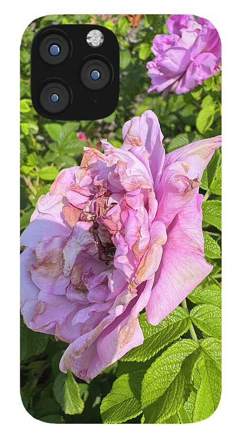 Nippersink Rose - Phone Case