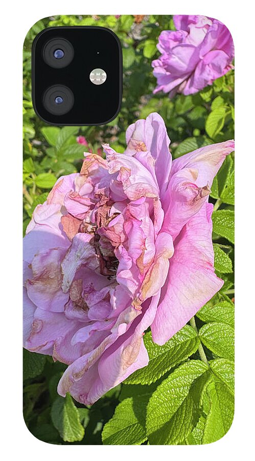 Nippersink Rose - Phone Case