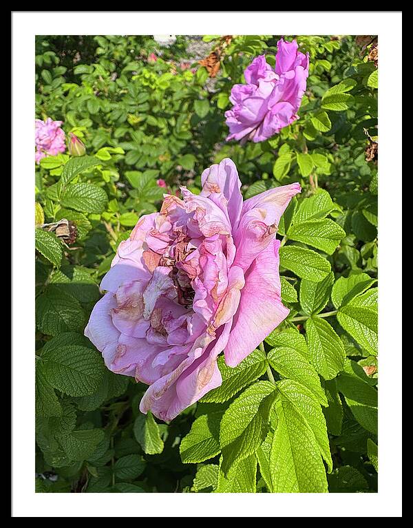 Nippersink Rose - Framed Print