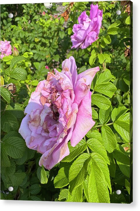 Nippersink Rose - Acrylic Print