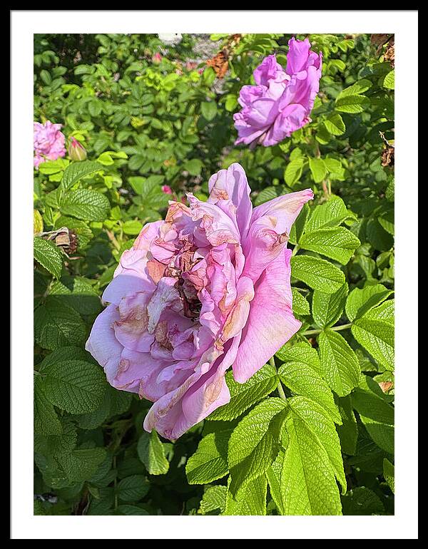 Nippersink Rose - Framed Print