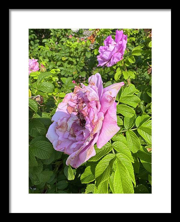 Nippersink Rose - Framed Print