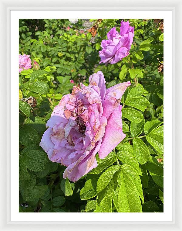 Nippersink Rose - Framed Print