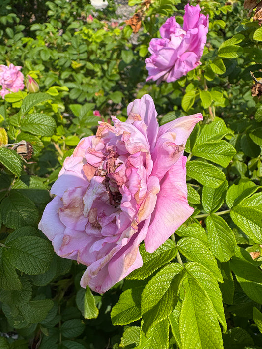 Nippersink Rose Digital Image Download