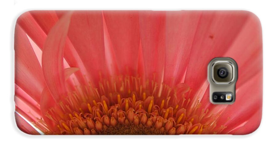 Pastel Pink and Yellow Daisy Center - Phone Case