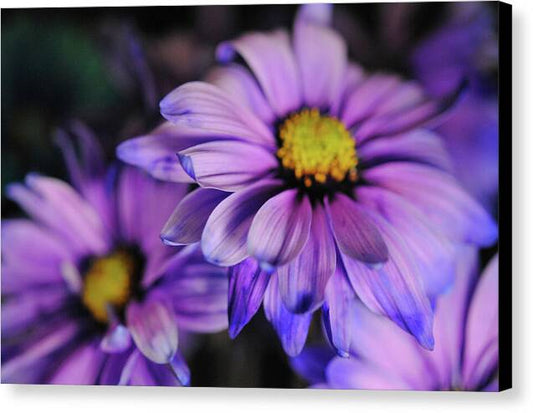 Raw Flowers 18 - Canvas Print
