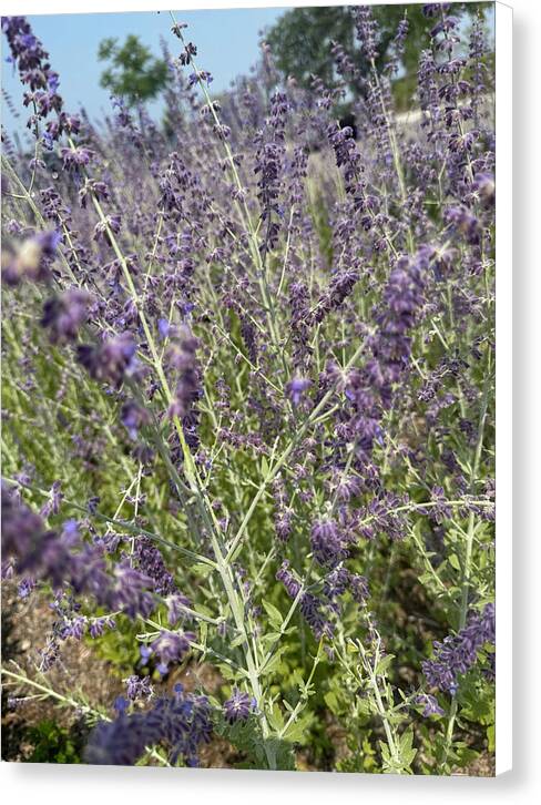 Russian Sage - Canvas Print