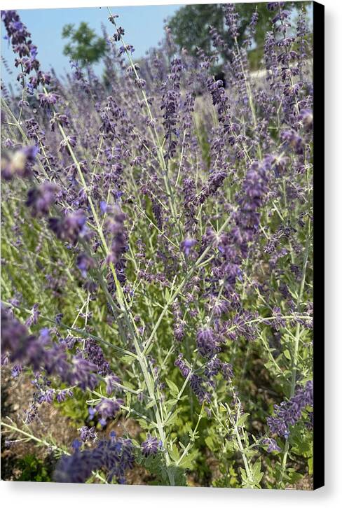 Russian Sage - Canvas Print