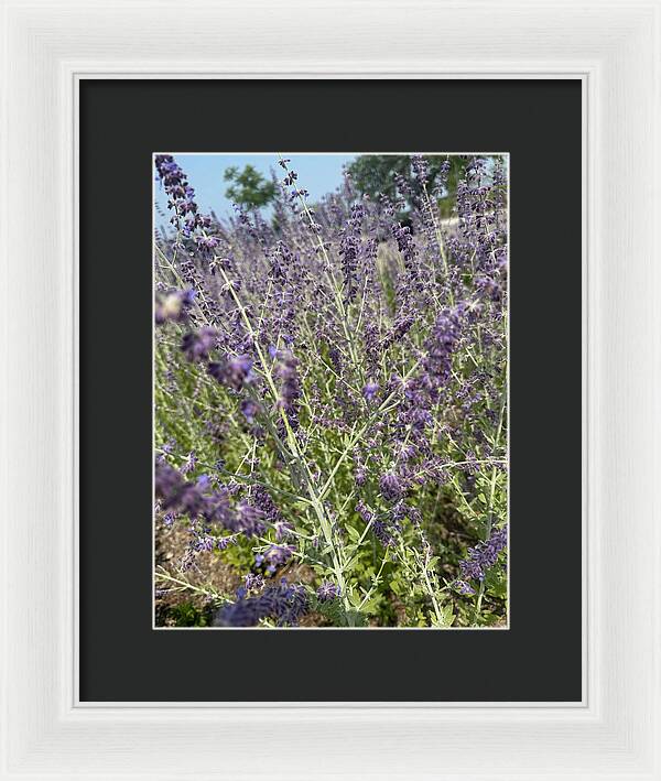 Russian Sage - Framed Print