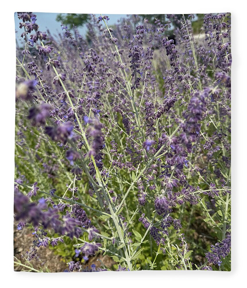 Russian Sage - Blanket