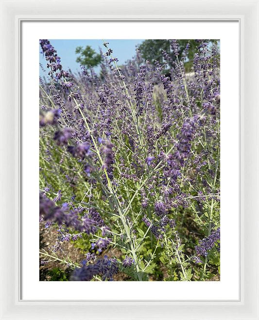Russian Sage - Framed Print