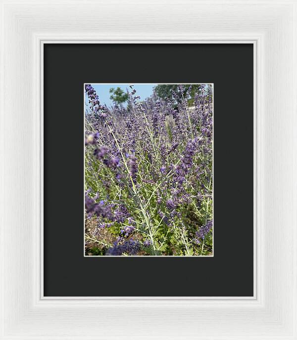 Russian Sage - Framed Print