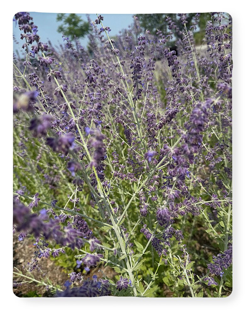 Russian Sage - Blanket