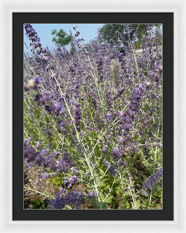 Russian Sage - Framed Print