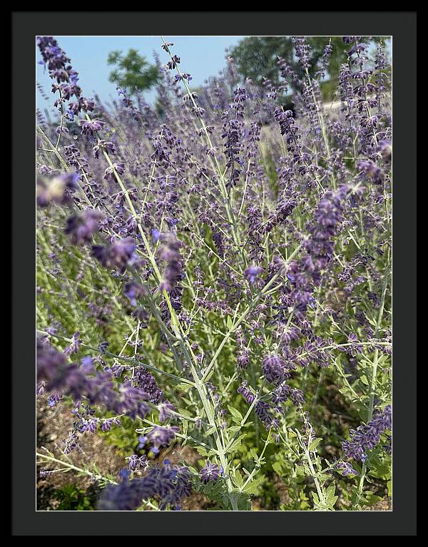 Russian Sage - Framed Print