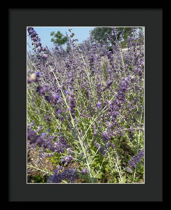Russian Sage - Framed Print