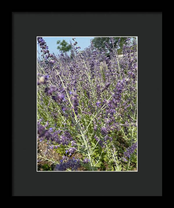 Russian Sage - Framed Print