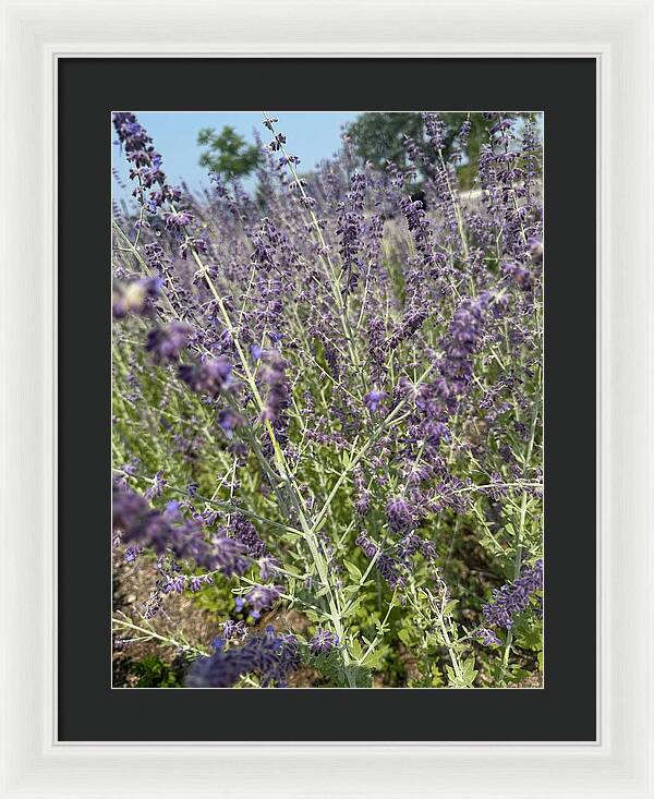 Russian Sage - Framed Print